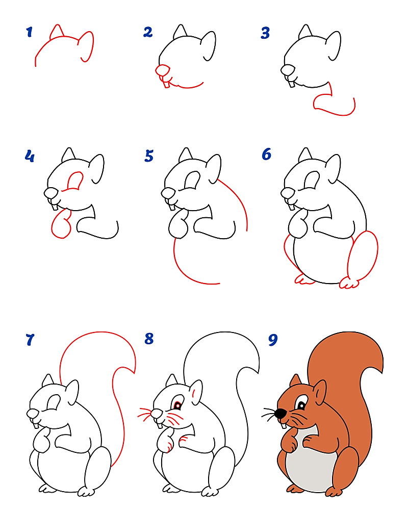 Jak Narysować A Squirrel idea 13