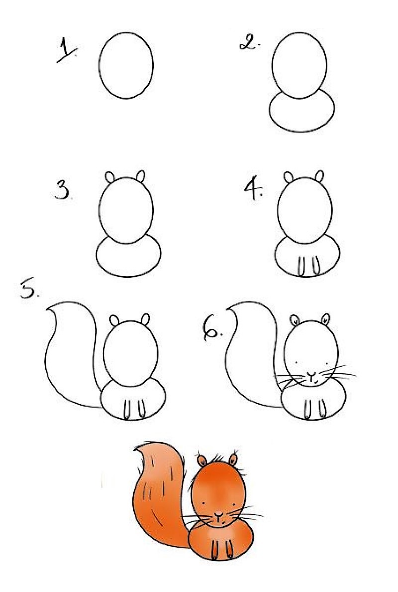 Jak Narysować A squirrel idea 6