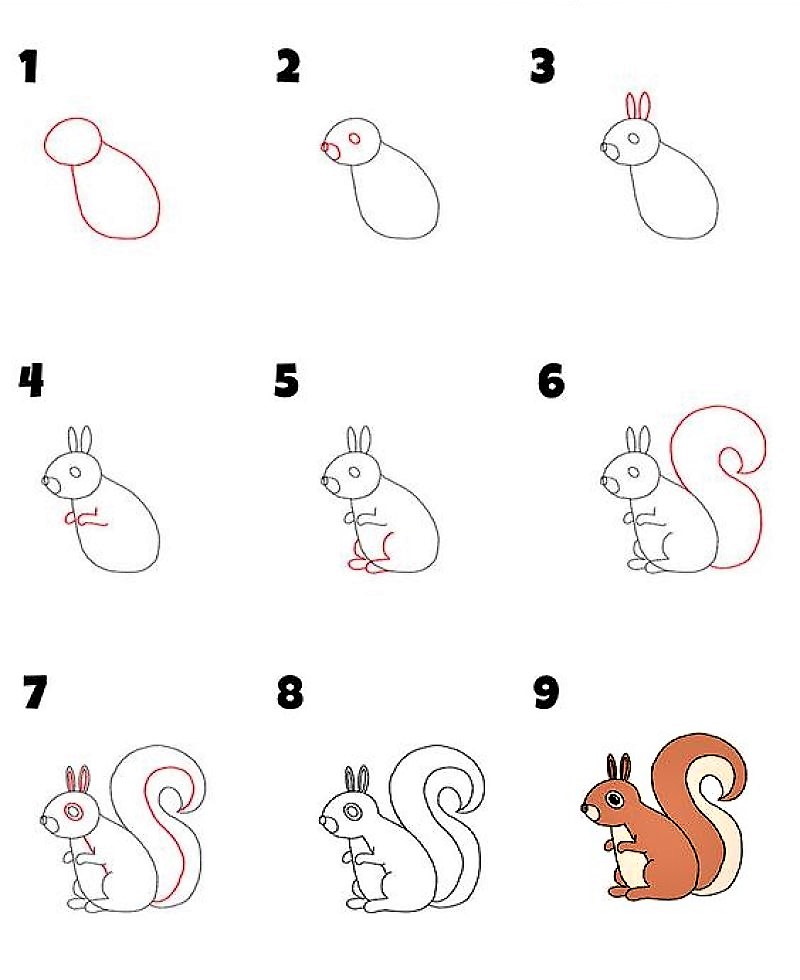 Jak Narysować A squirrel idea 9