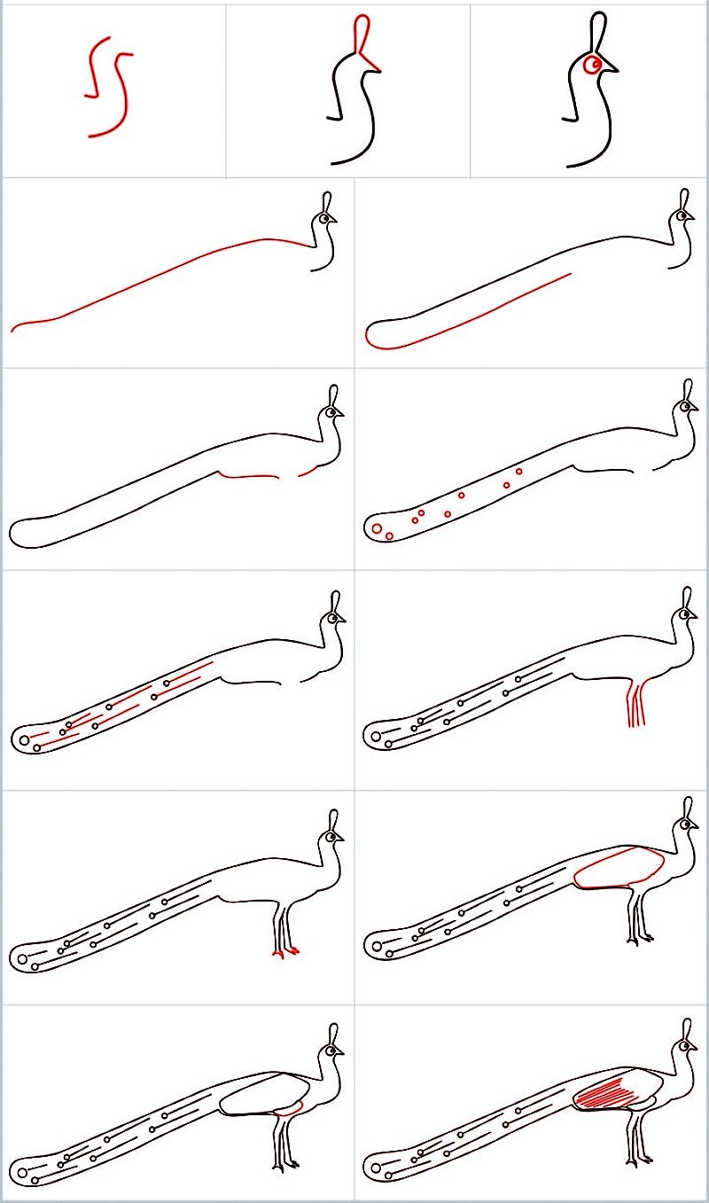 Jak Narysować Peacock idea 17