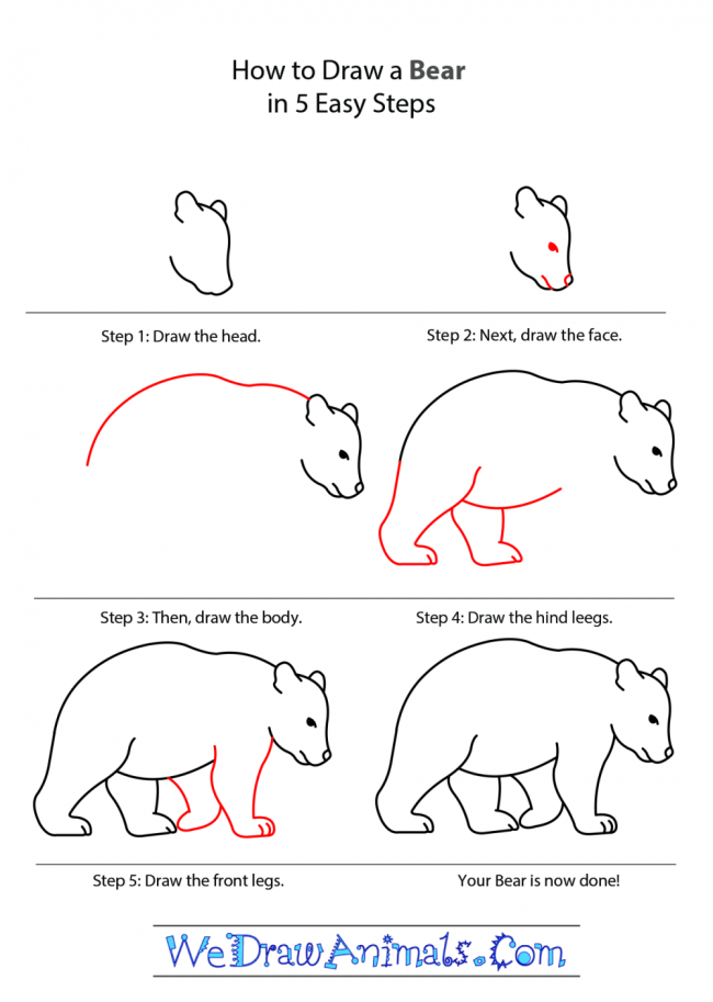 Jak Narysować A bear step by step