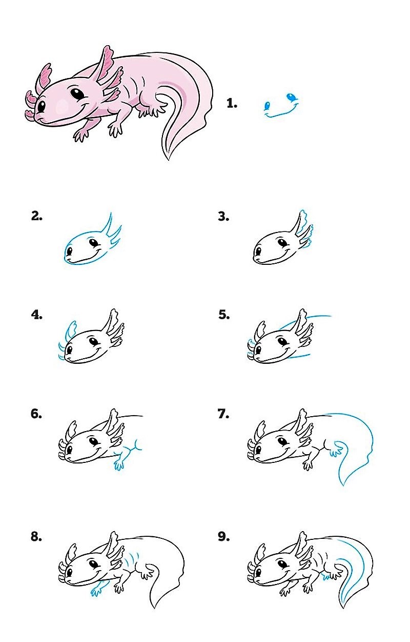 Jak Narysować A detailed step-by-step Axolotl