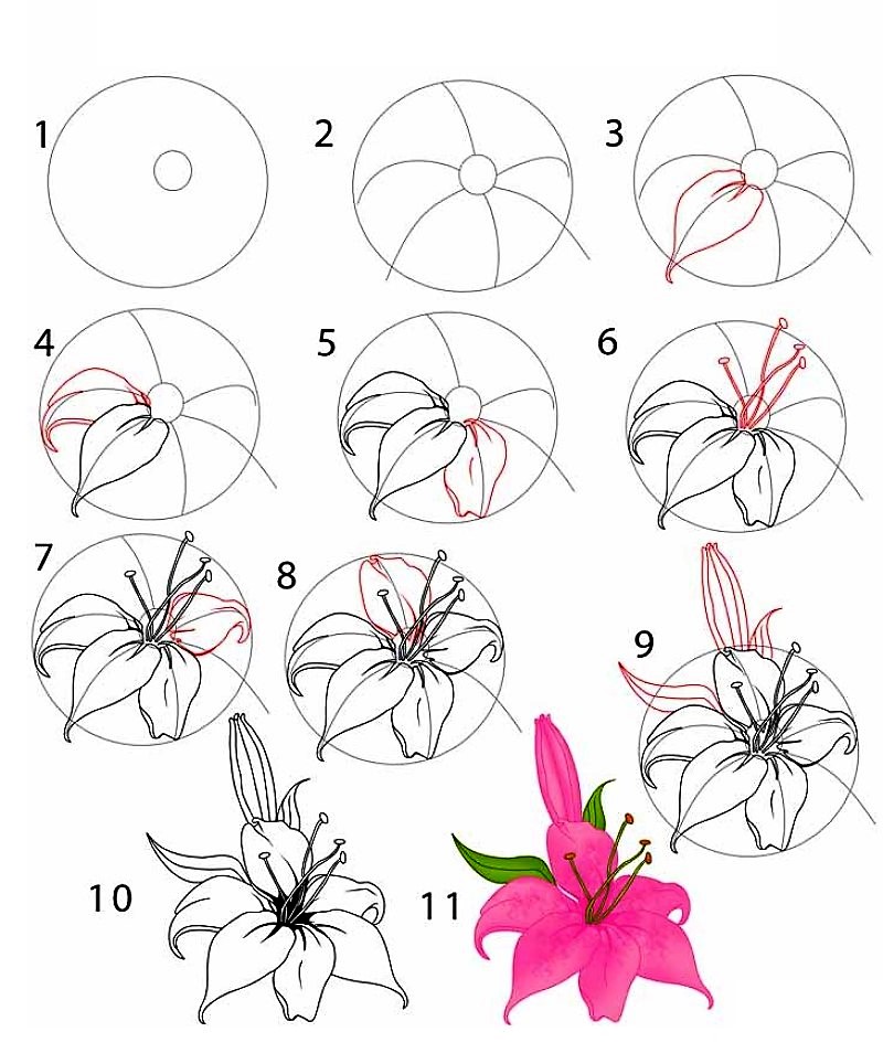 Jak Narysować A detailed step-by-step lily flower