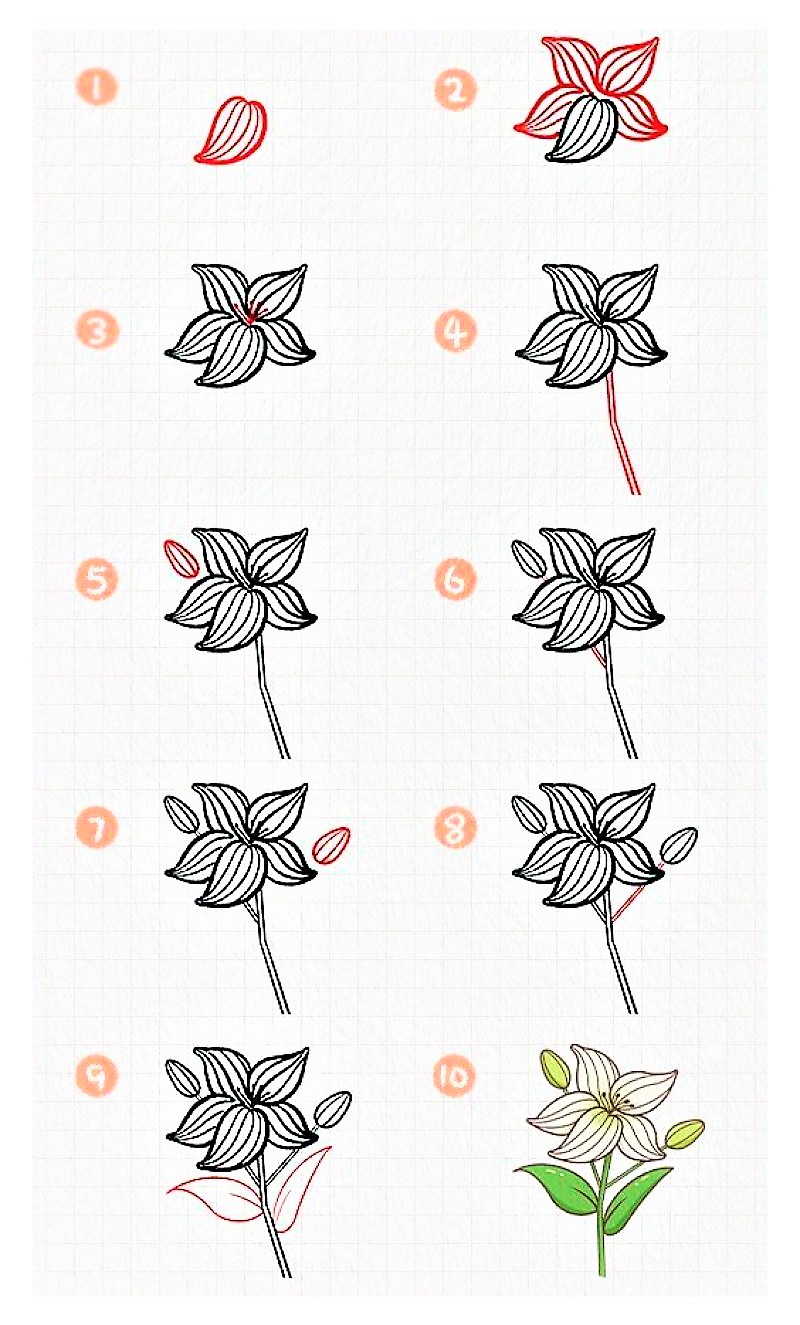 Jak Narysować Lily flower idea 5