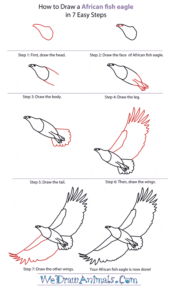 Jak Narysować A detailed step-by-step Eagle