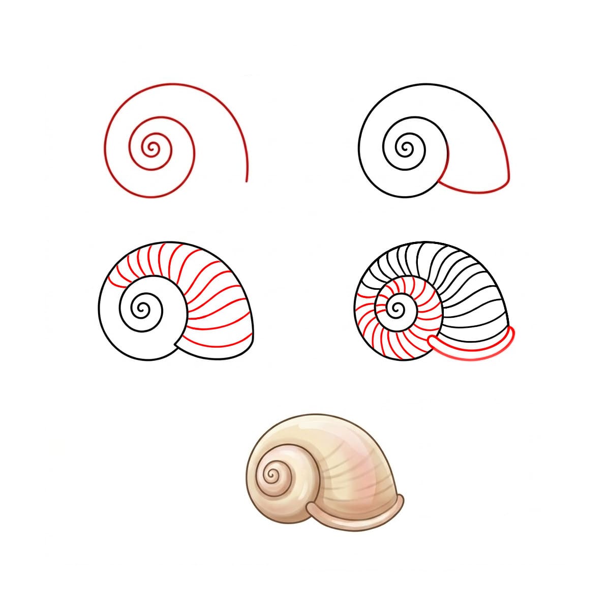 Jak Narysować Duża spiralna muszla