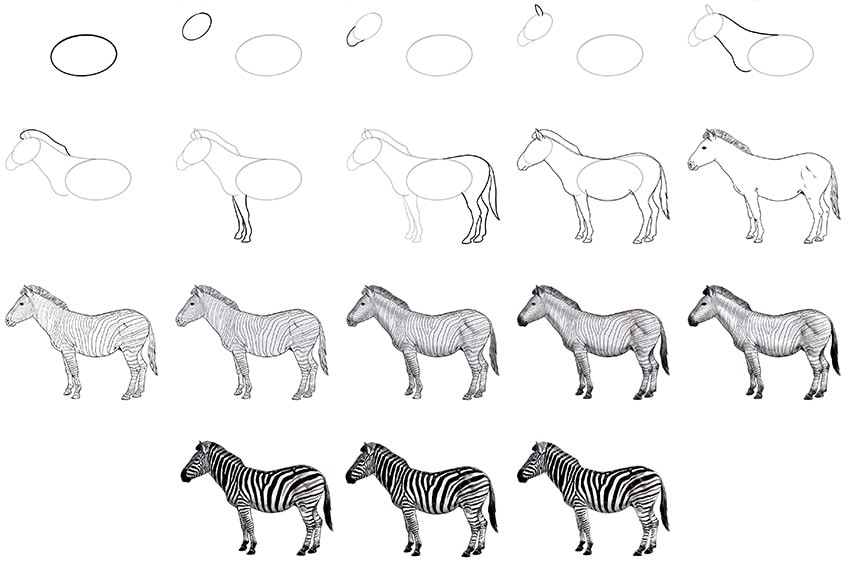 Jak Narysować Pasiasta Zebra