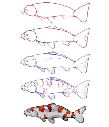 Jak Narysować Karp koi złoty