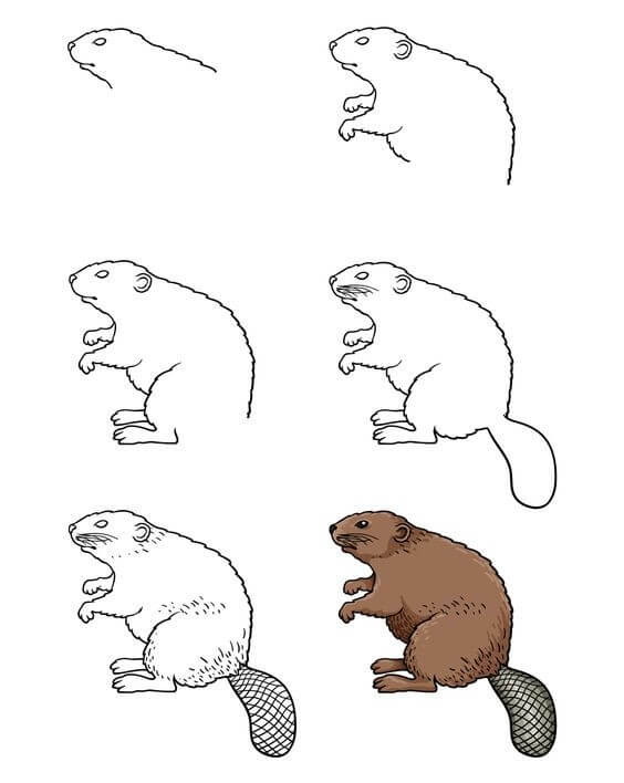 Jak Narysować Bóbr spokojny