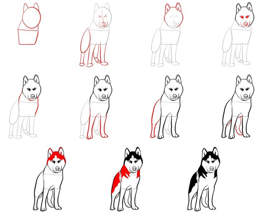 Jak Narysować Husky z długim ogonem