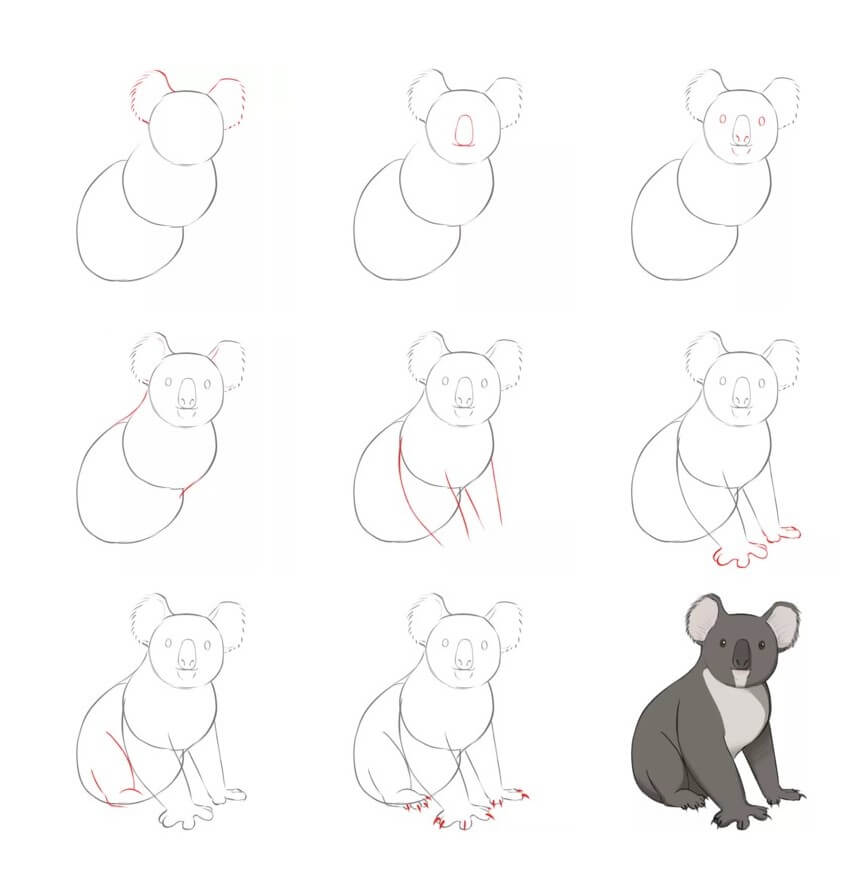 Jak Narysować Koala australijski